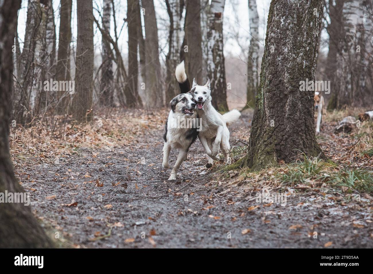 Zwei sibirische Husky-Brüder, die auf einem Waldweg laufen. Wettkampfhunde, die ein Rennen führen. Ostrava, Tschechische republik, Mitteleuropa. Stockfoto