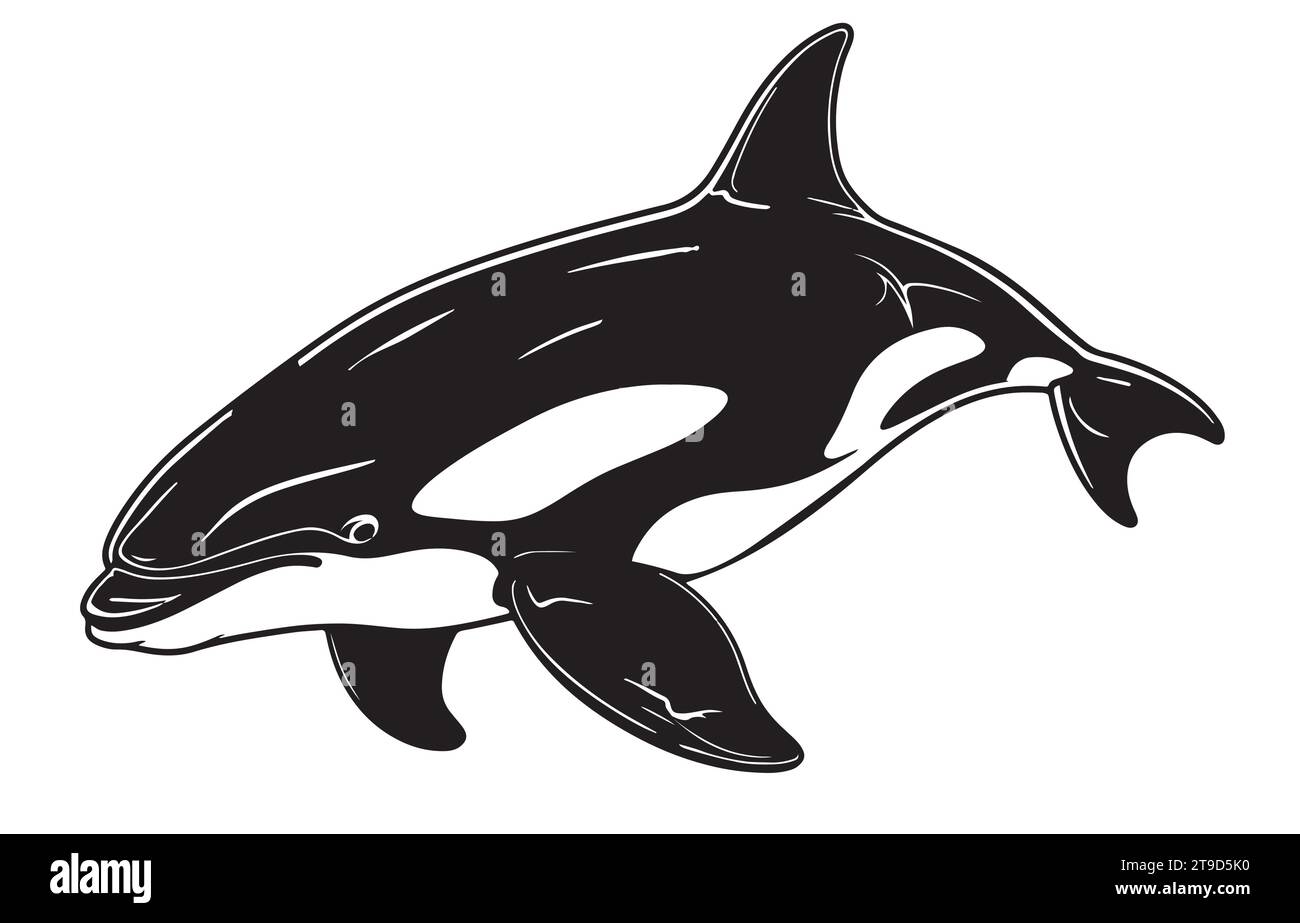Killerwal-Bild. Grampus-Vektor-Illustration. Killerwal auf weißem Hintergrund. Meerestiere. Cetacean. Unterwassertiere. Marineblauer Cartoon-Style. Clipart für Logo, Grußkarte und Design. Stock Vektor