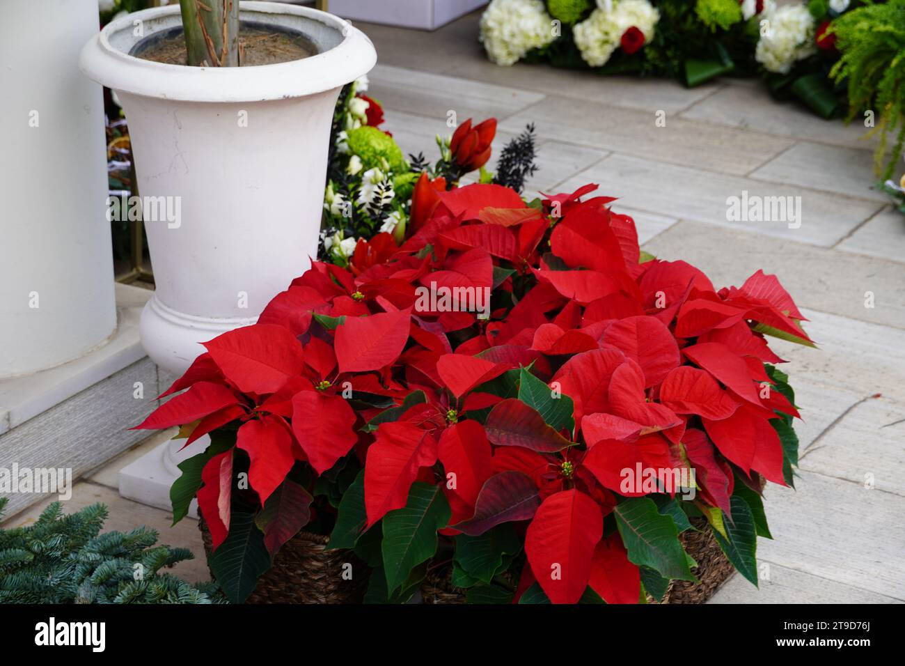 Rote Weihnachtsstern in einem Pflanzenladen, nahe Weihnachten Stockfoto