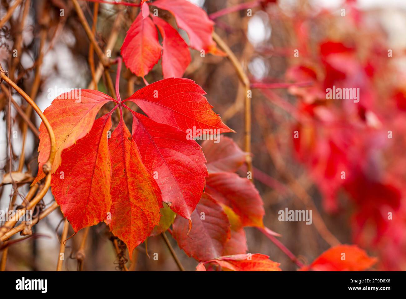 Rote Herbstblätter. Nahaufnahme, Kopierbereich. Natürlicher Background. Stockfoto