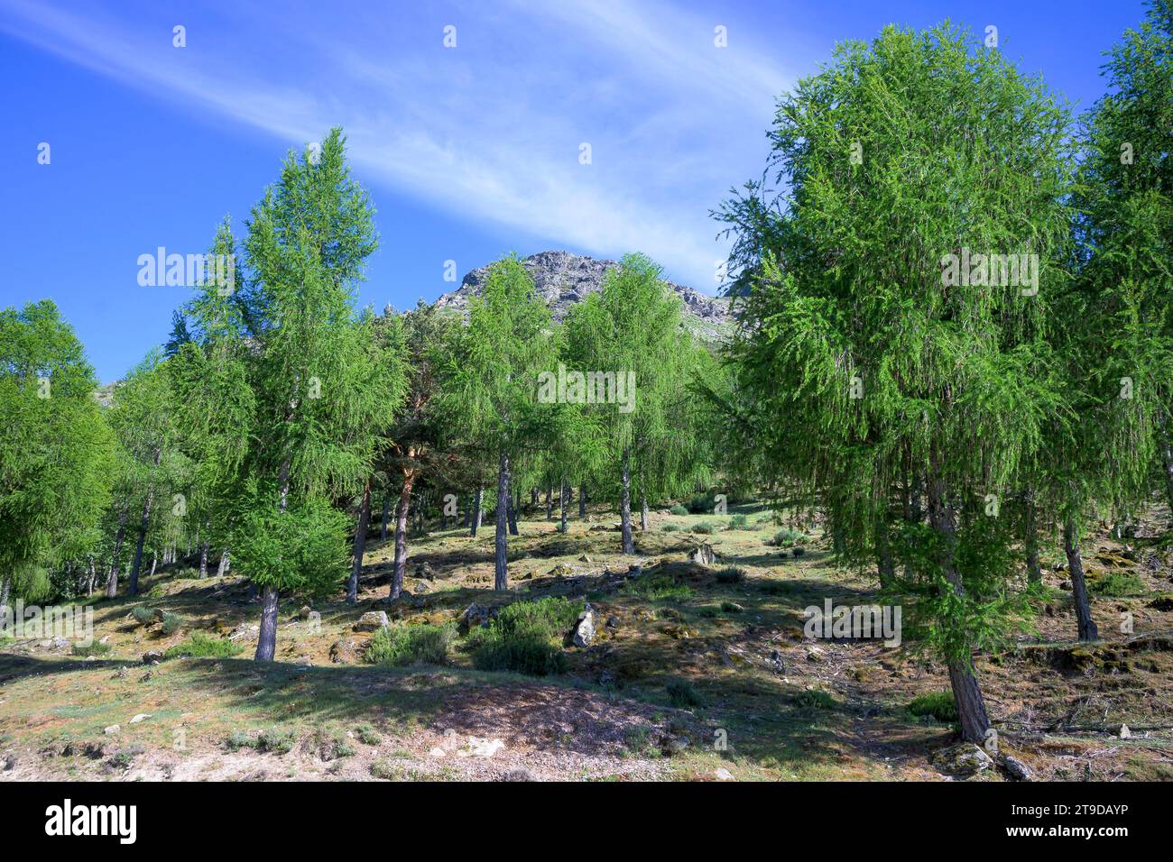 Grüne Abies-Tannen im wiederbewohnten Berg Extremadura horizontal Stockfoto