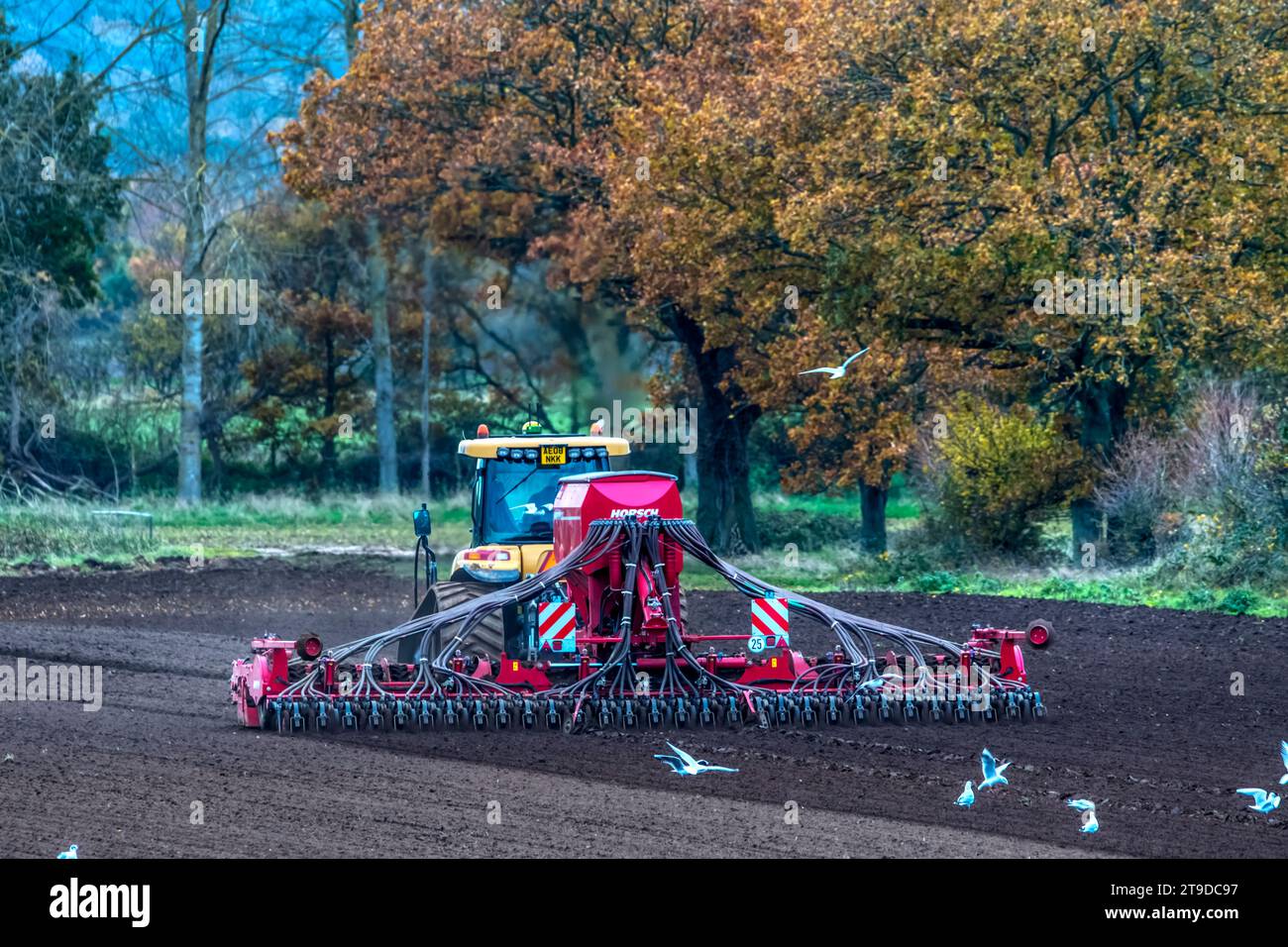 Möwen folgen einem Caterpillar-Traktor, der im Herbst in Norfolk eine Horsch-Bohrmaschine zieht. Stockfoto