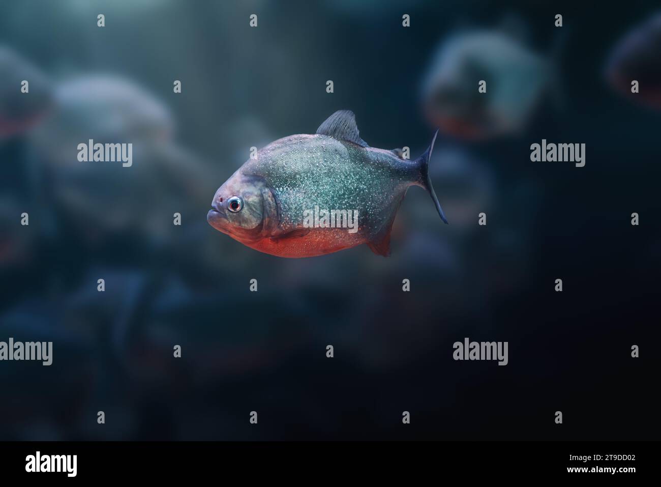 Rotbauchpiranha (Pygocentrus nattereri) - fleischfressende Süßwasserfische Stockfoto