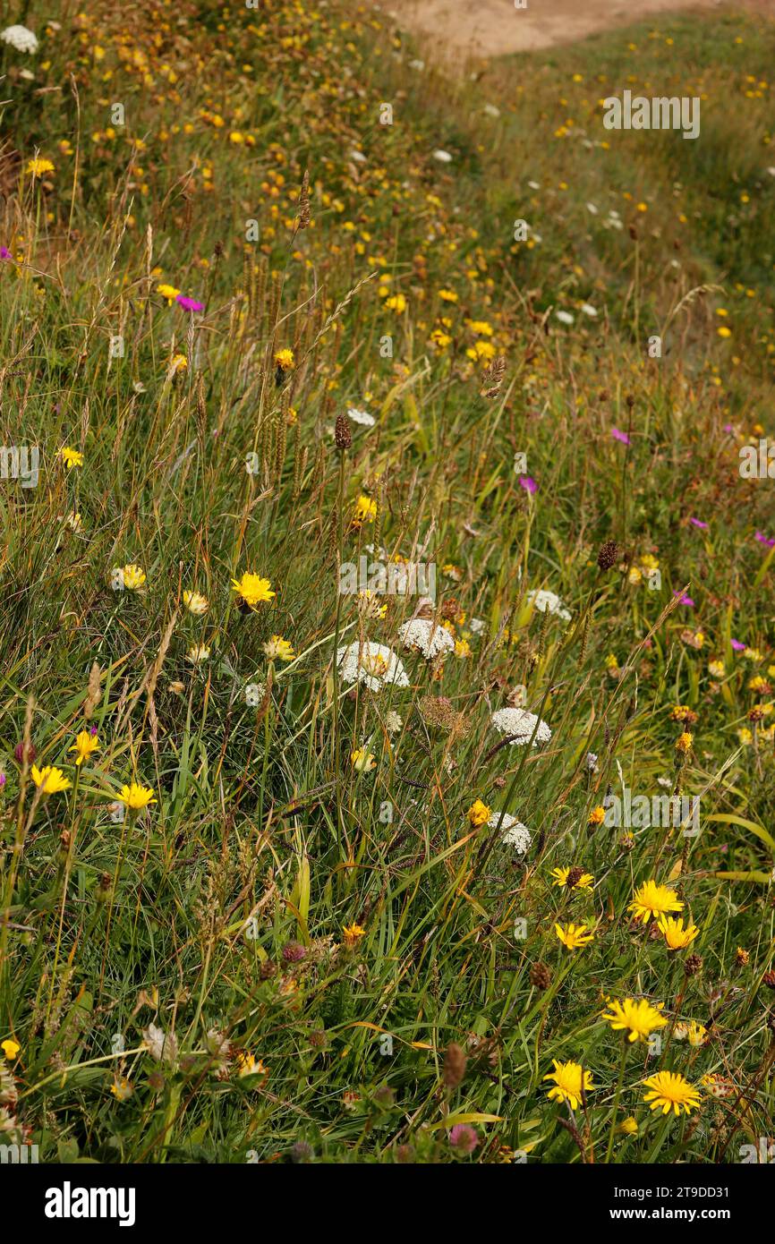 WILDE BLUMEN, BLACKHALL ROCKS BEACH, COUNTY DURHAM Stockfoto