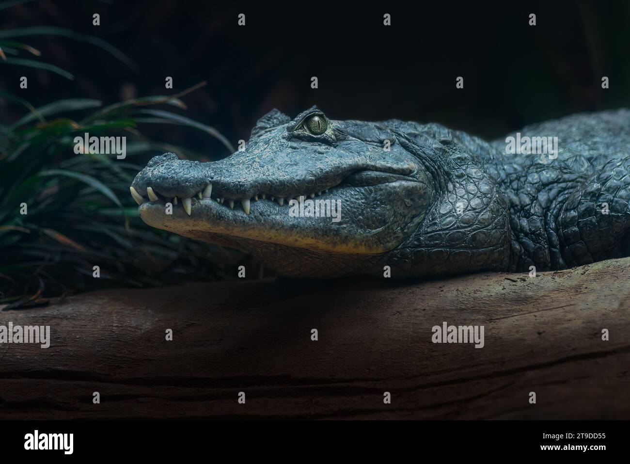 Yacare Caiman (Caiman yacare) - Pantanal Alligator Stockfoto