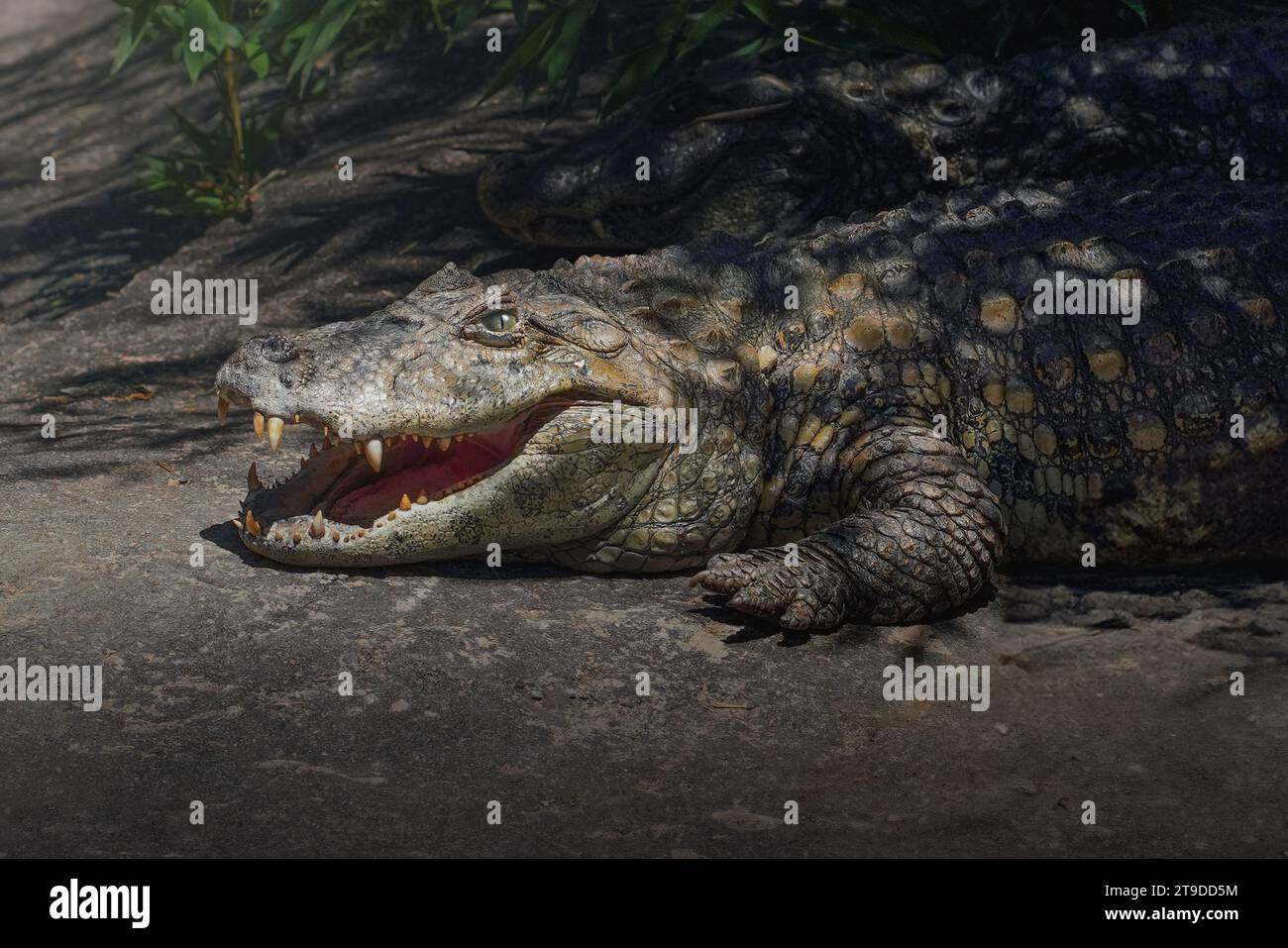 Breitschnuriger Caiman (Caiman latirostris) mit offenem Mund - Alligator Stockfoto