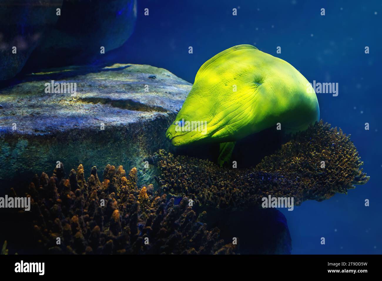 Green Moray (Gymnothorax funebris) - großer Moray Aal Stockfoto