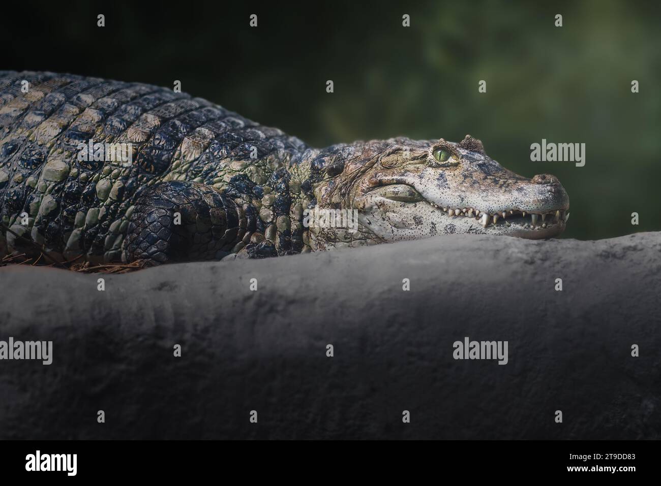 Breitgeschnürter Caiman (Caiman latirostris) - Alligator Stockfoto