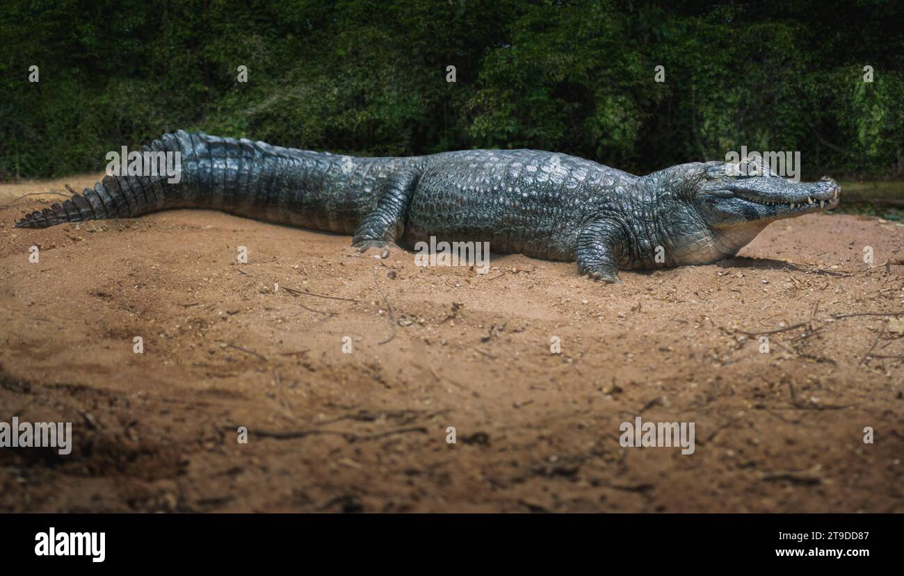 Yacare Caiman (Caiman yacare) - Pantanal Alligator Stockfoto