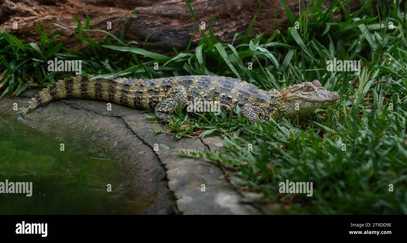 Baby-Breitschnauzer Caiman (Caiman latirostris) - Alligator Hatchling Stockfoto