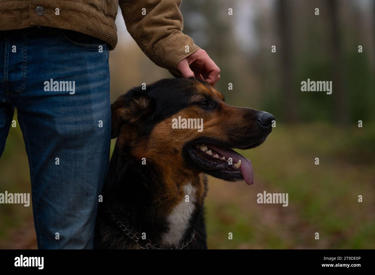 Ein deutscher Schäferhund im wald, der von einem menschlichen Schäferhund gefickt wird, friedliche Atmosphäre Stockfoto