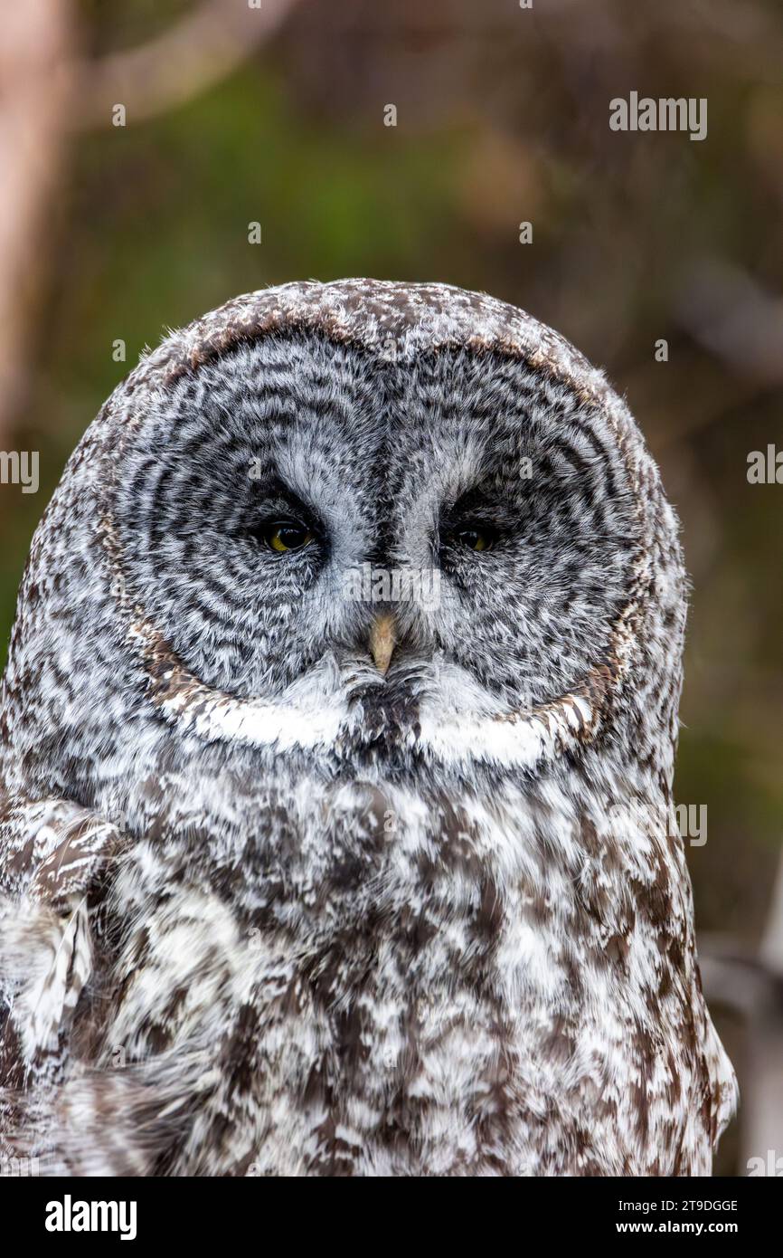 Nahaufnahme eines Grauen Eulens Stockfoto