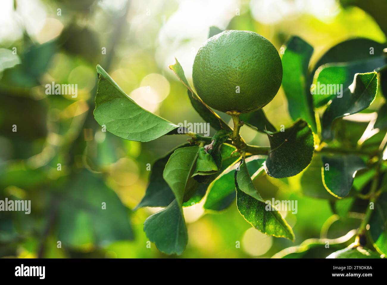Nahaufnahme von Reifen grünen Zitronen auf dem kleinen immergrünen Baum Stockfoto
