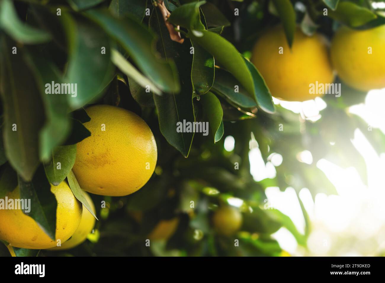 Nahaufnahme reifer Grapefruits auf dem kleinen immergrünen Baum Stockfoto