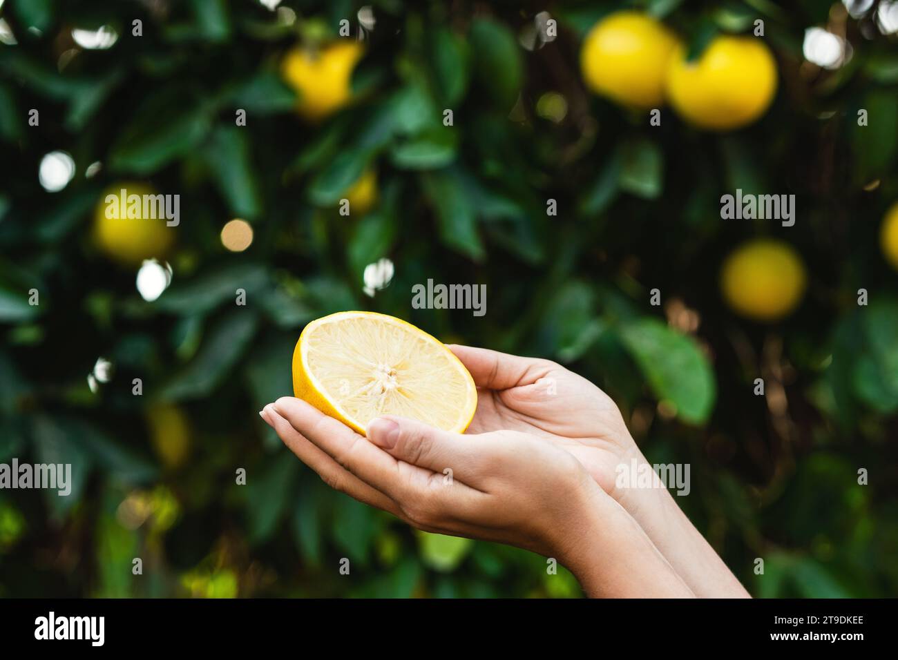 Die Frau hält die Hälfte einer saftigen Zitrone in den Händen auf verschwommenem Hintergrund. Stockfoto