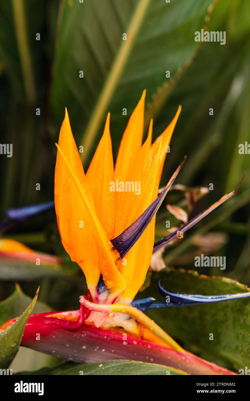 Nahaufnahme einer frischen, farbenfrohen Paradiesvogel-Blume im tropischen Wald. Stockfoto