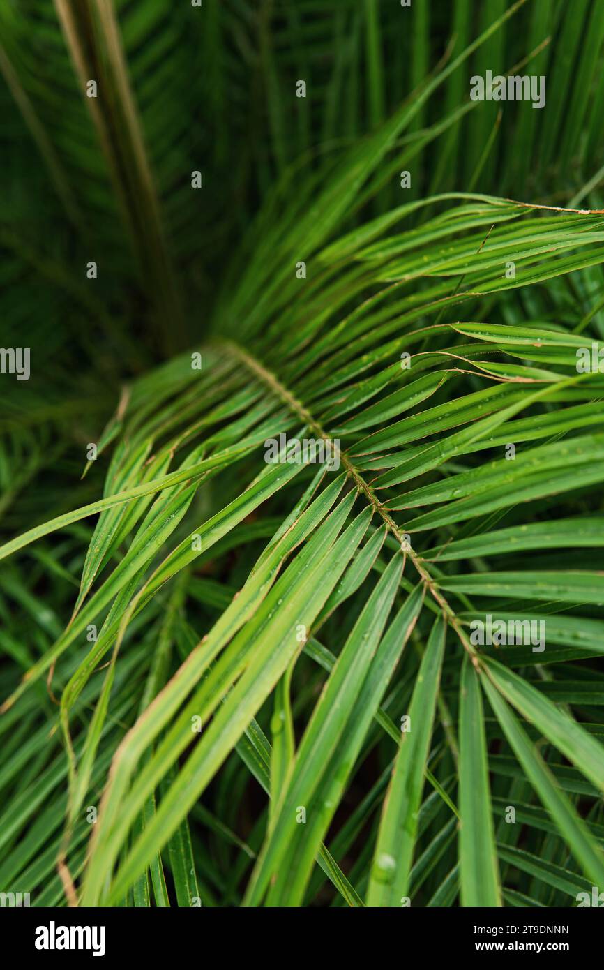 Nahaufnahme von dicken grünen Palmenblättern im tropischen Regenwald. Stockfoto