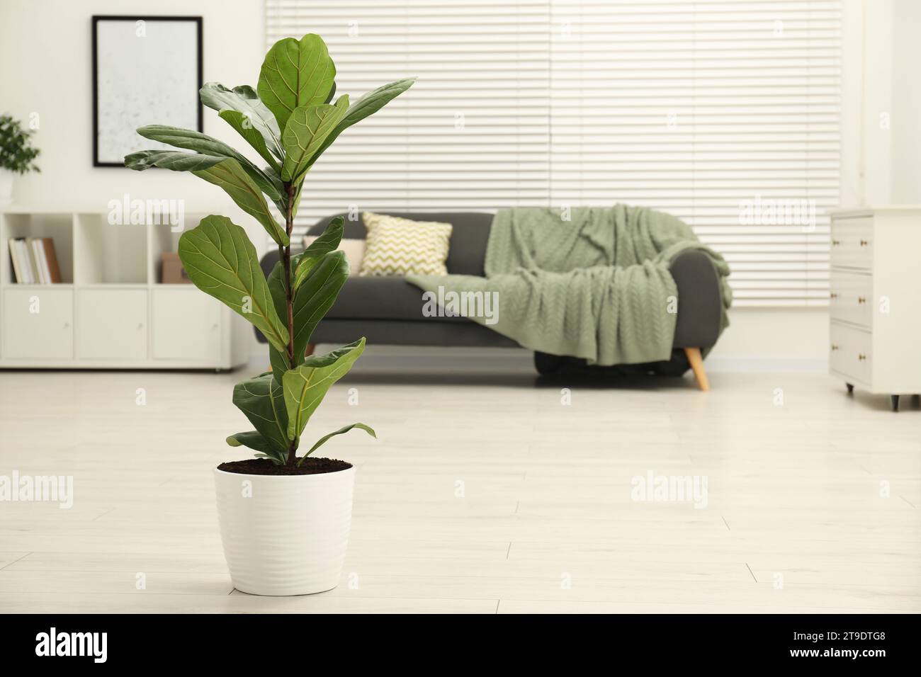 Fiddle Feigenfeige oder Ficus Lyrata Pflanze mit grünen Blättern im Raum, Platz für Text Stockfoto