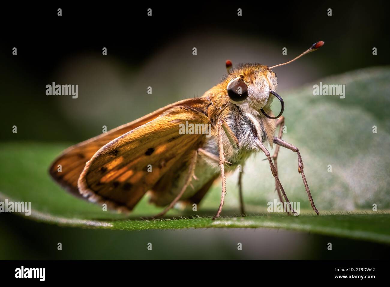 Nahaufnahme eines entzückenden feurigen Skippers (Hylephila phyleus), der sanft auf einem Blatt thront, dessen Proboscis ordentlich aufgerollt ist. Stockfoto