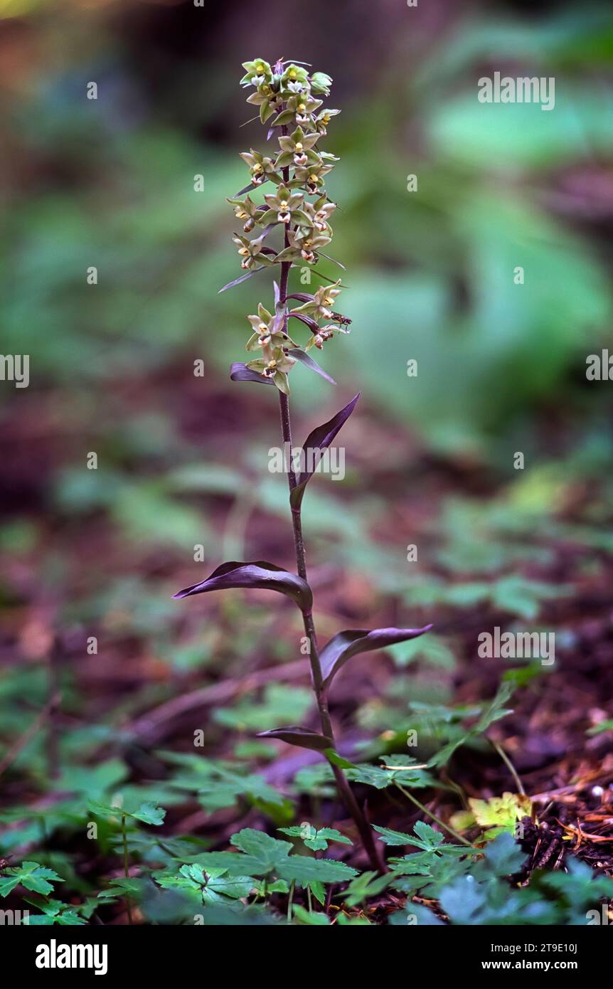 Violettes Helleborin, (Epipactis purpurata), Orchidaceae. Wilde europäische Orchideen. Seltene Pflanze. Italien, Toskana. Stockfoto