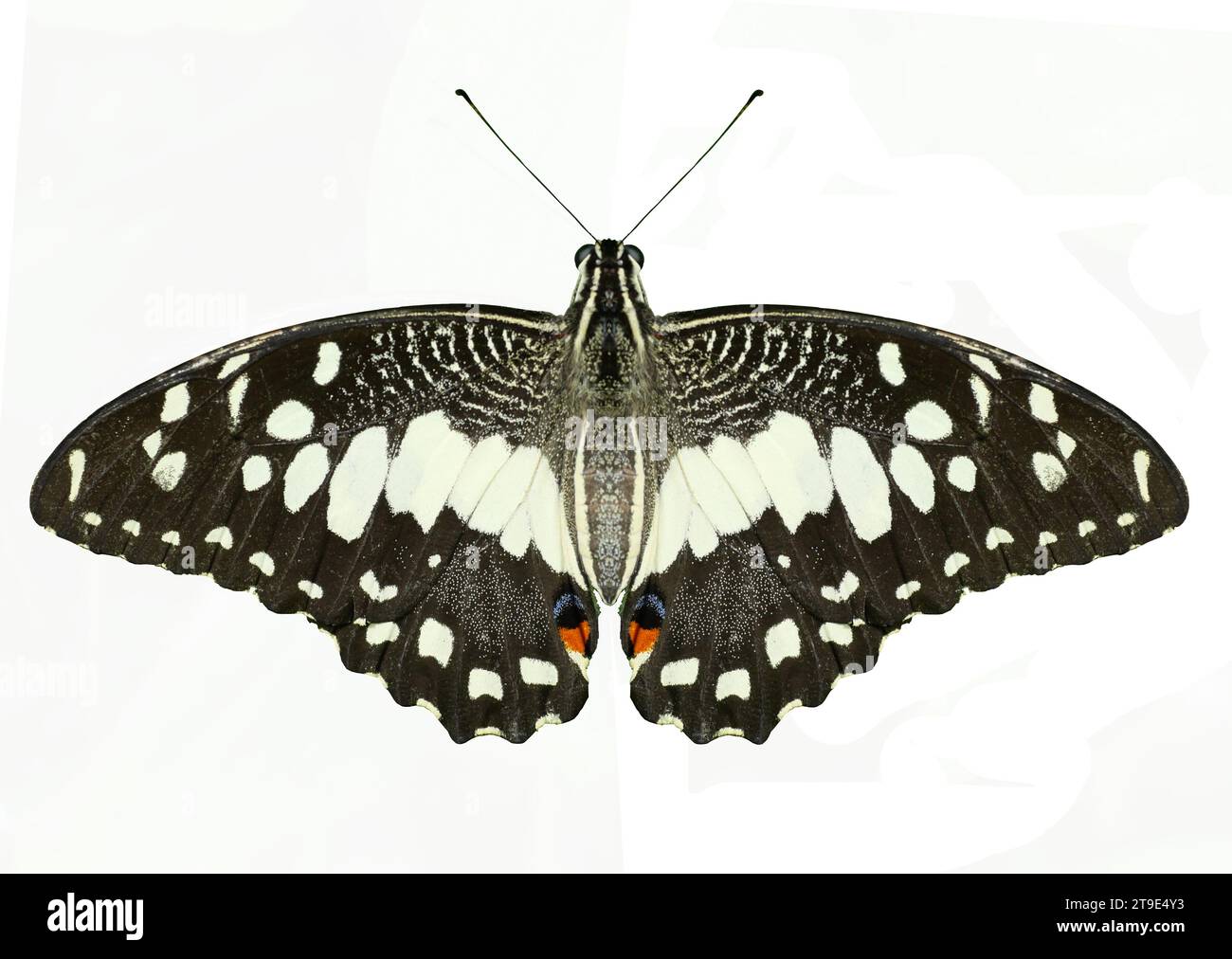 Limettenfalter ( Papilio demoleus ) spreitender Flügel isoliert auf weißem Hintergrund, Creme-Muster mit orange mit blauem und schwarzem Flügel Stockfoto
