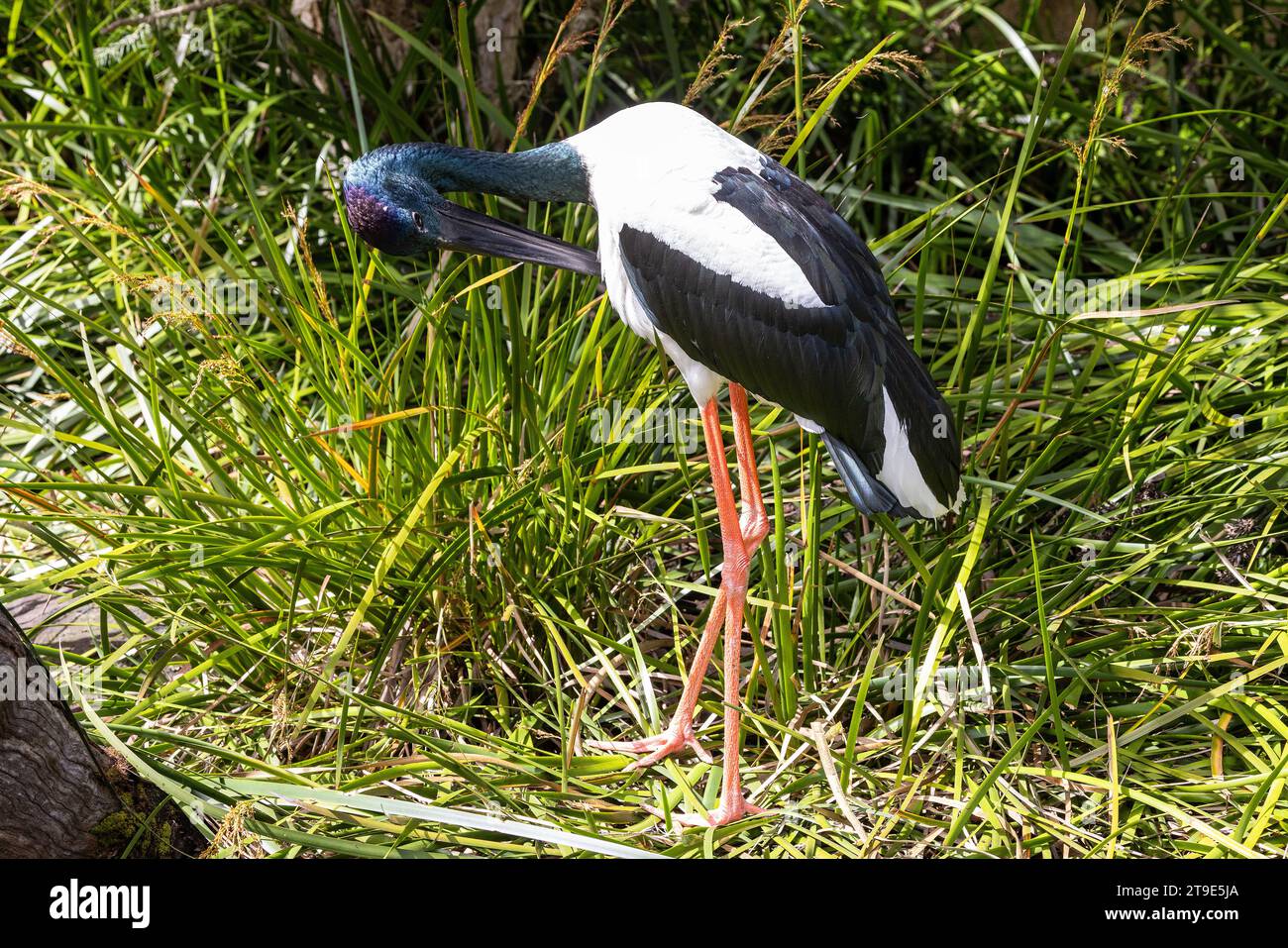 Australische Schwarzhalsstorch-Preening-Federn Stockfoto