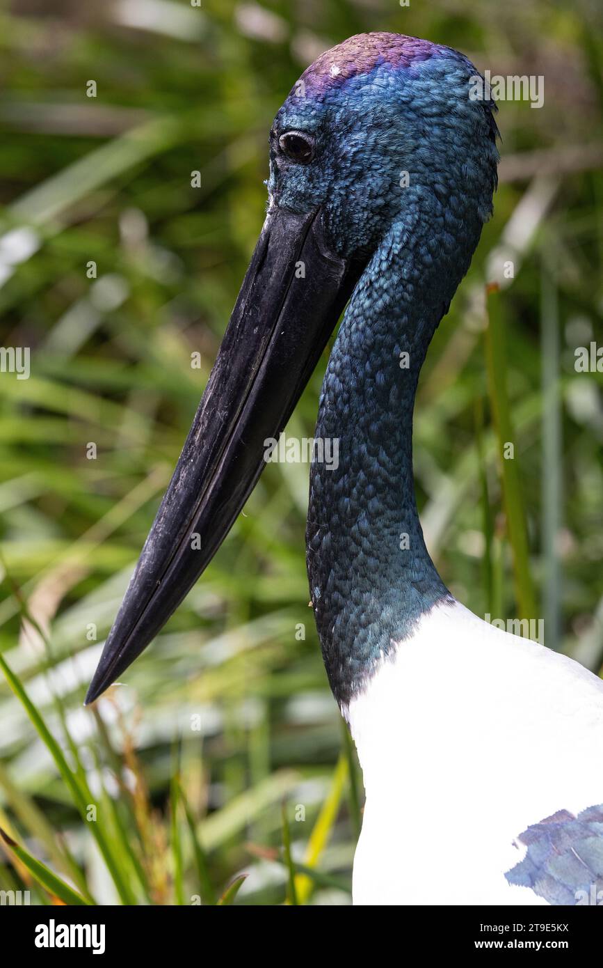 Nahe am australischen Schwarzhalsstorch Stockfoto