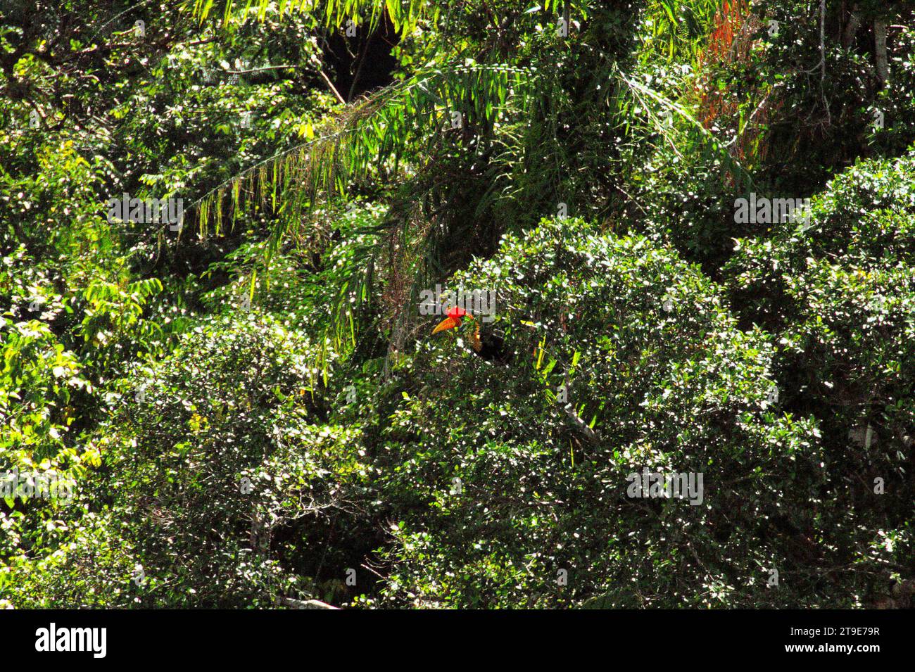 Der Kopf eines männlichen Nashornvogels (Rhyticeros cassidix) kann zwischen den Blättern auf einer Baumspitze beobachtet werden, da er in einem dichten Vegetationsgebiet am Fuße des Mount Tangkoko und Duasudara (Dua Saudara) in Bitung, Nord-Sulawesi, Indonesien, auf der Suche ist. Nashornvogel, der aufgrund des hohen Wertes ihres Fleisches, ihrer Kaskaden und ihrer Schwanzfedern für die Jagd anfällig ist spielt eine wichtige Rolle bei der Waldregeneration und bei der Erhaltung der Dichte großer Bäume durch seine Fähigkeit als Saatgutverteilungsmittel, während gleichzeitig ein gesunder Regenwald durch seine kohlenstoffabsorbierende Rolle bei der Bekämpfung der globalen Erwärmung wichtig ist. Stockfoto