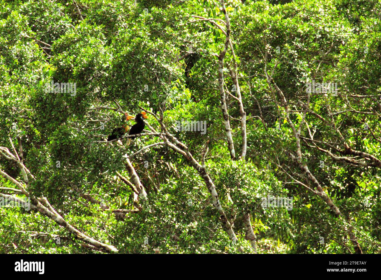 Ein Paar Noppenhornvögel (Rhyticeros cassidix), eine monogame Art mit langsamen Brutraten, wird auf einem Baum in einer vegetarischen Landschaft am Fuße des Mount Tangkoko und Duasudara (Dua Saudara) in Bitung, Nord-Sulawesi, Indonesien, fotografiert. Nashornvogel, der aufgrund des hohen Wertes ihres Fleisches, ihrer Kaskaden und ihrer Schwanzfedern für die Jagd anfällig ist spielt eine wichtige Rolle bei der Waldregeneration und bei der Erhaltung der Dichte großer Bäume durch seine Fähigkeit als Saatgutverteilungsmittel, während gleichzeitig ein gesunder Regenwald durch seine kohlenstoffabsorbierende Rolle bei der Bekämpfung der globalen Erwärmung wichtig ist Stockfoto