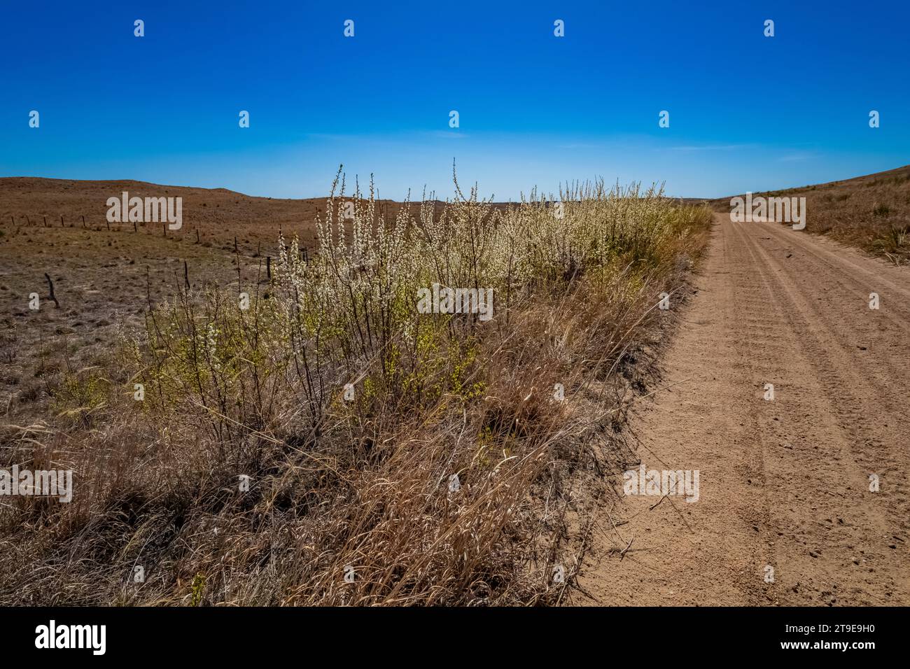 American Pflaume, Prunus americana, entlang der sandhills Road durch den Nebraska National Forest und Grasslands, Nebraska, USA Stockfoto