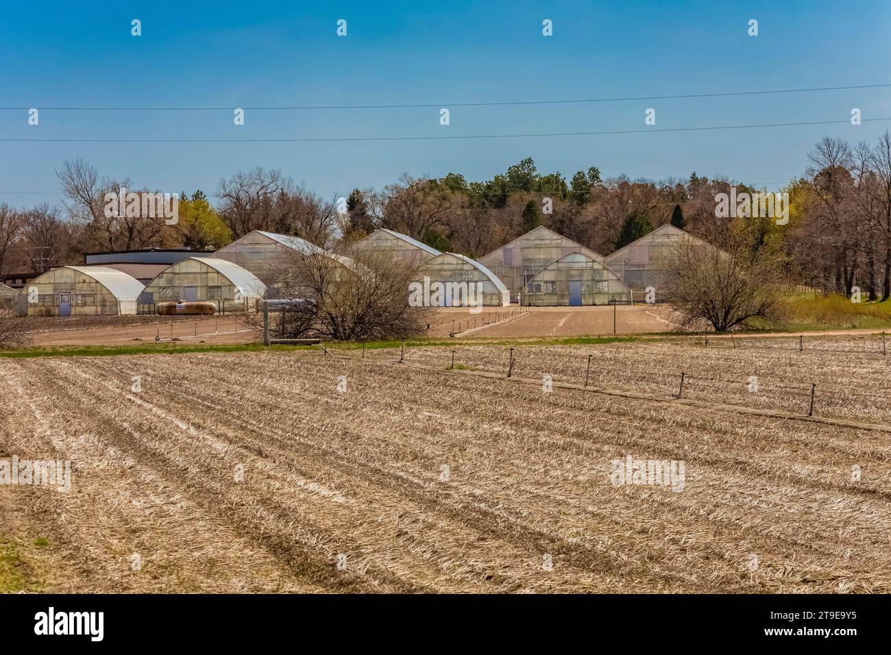 Die Charles E. Bessey Tree Nursery im Nebraska National Forest, Nebraska, USA Stockfoto