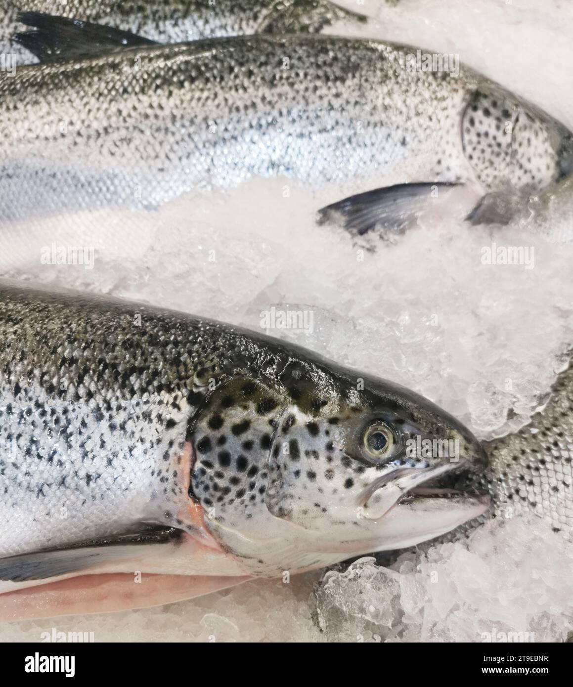 Frischer Lachs auf Eis im Supermarkt Stockfoto