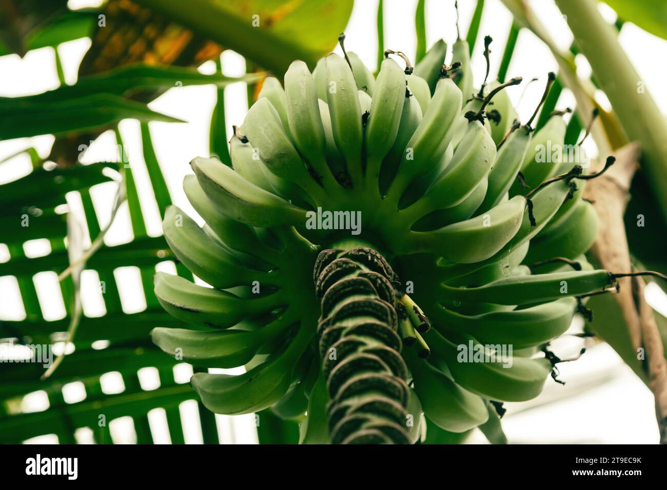 Nahaufnahme grüner unreifer Bananenfrüchte auf einem Baum in einem tiefen tropischen Wald. Stockfoto