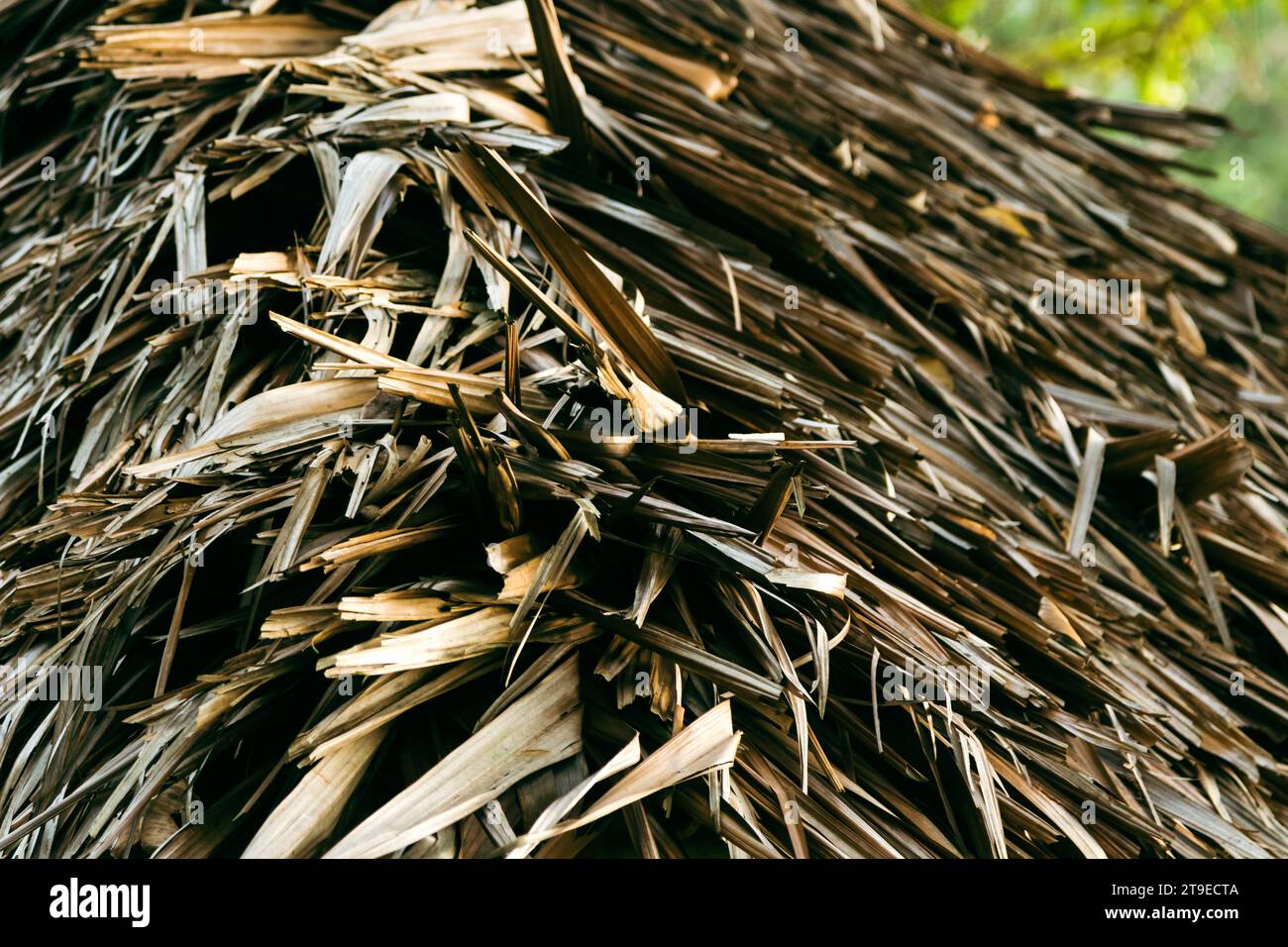 Nahaufnahme des Dachs aus trockenen Palmenblättern Stockfoto