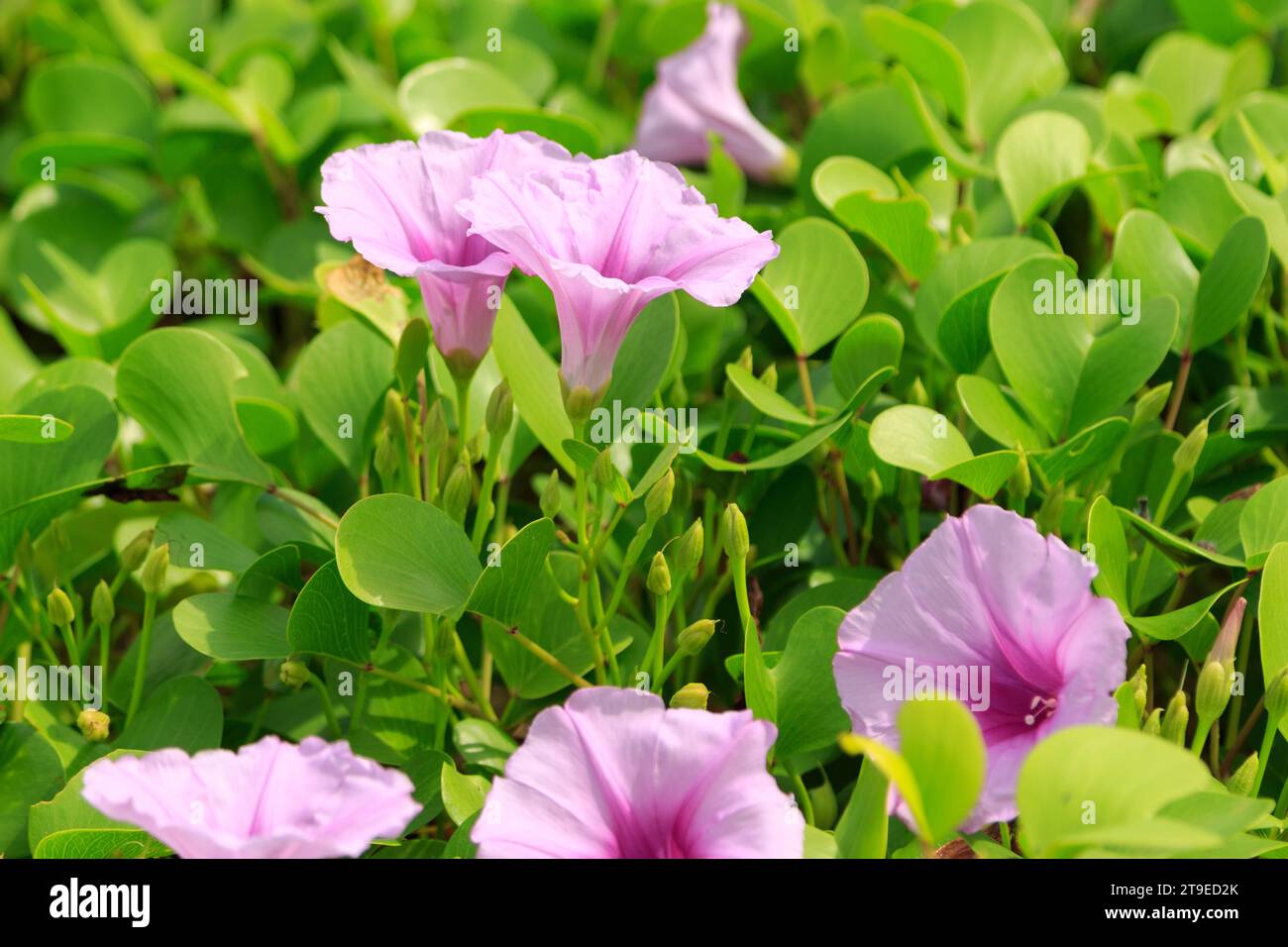 Nahaufnahme von blühenden rosa Morgenblumen, die auf der grünen Wiese wachsen. Stockfoto
