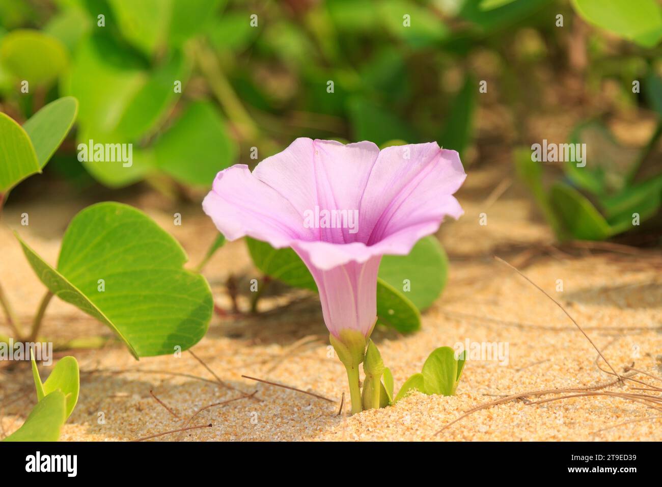 Nahaufnahme einer blühenden rosa Morgenblume, die am Sandstrand wächst. Stockfoto