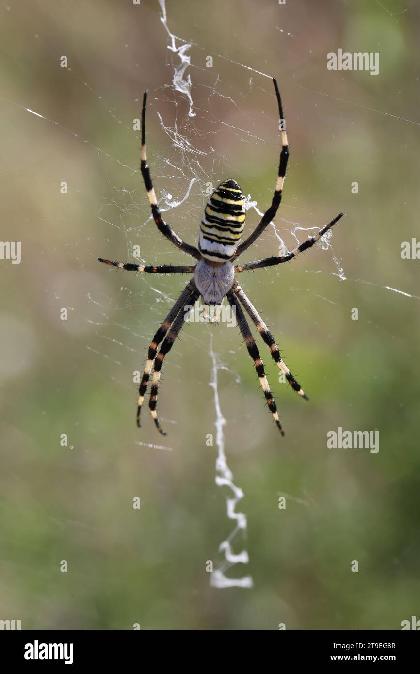 Wespenspinne männlich in ihrem charakteristischen Netz Stockfoto