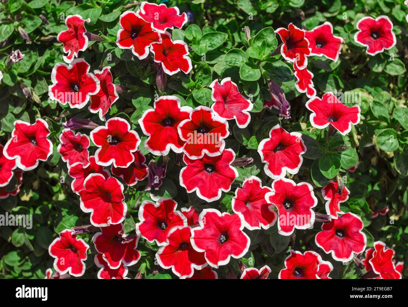 Petunia rote Knospen viele Blumen wachsen im Garten. Stockfoto