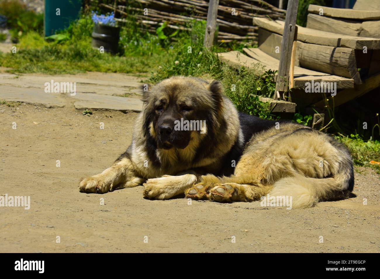Kaukasischer Schäferhund liegt in der kaukasischen Sonne Stockfoto