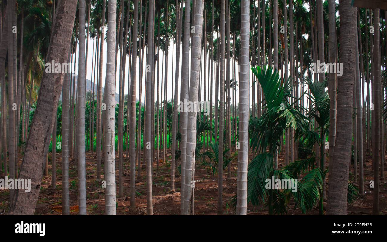 Blick auf die Palmenplantage von Areca. Betel-Plantage zusammen mit Kokospalmen. Stockfoto