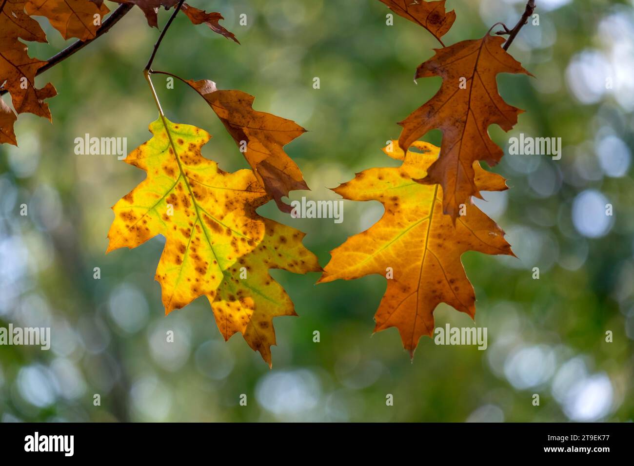 Herbstlich verfärbte Blätter der nördlichen Roteiche (Quercus rubra), Münsterland, Nordrhein-Westfalen, Deutschland Stockfoto