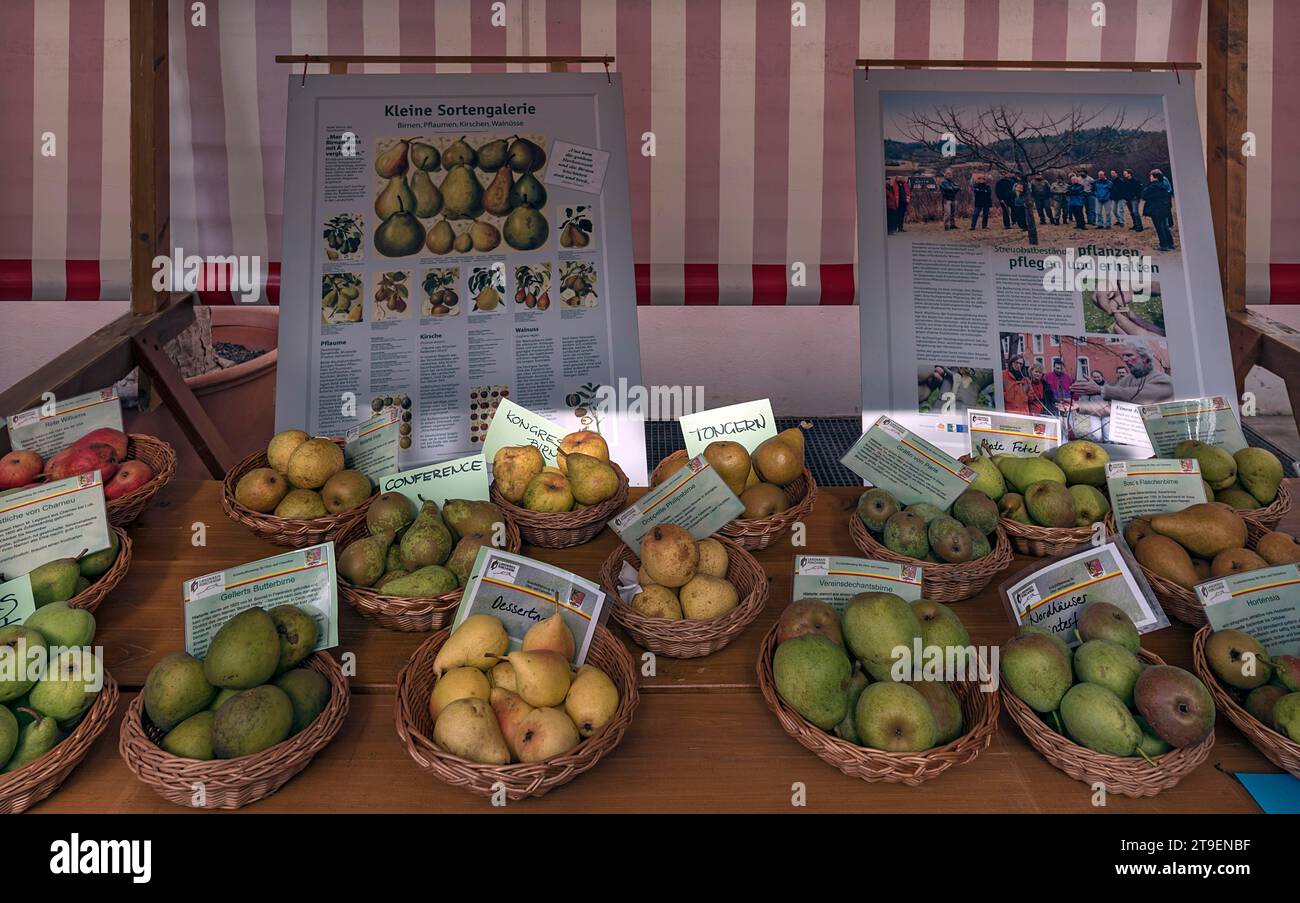 Verschiedene Birnensorten mit Infotafeln auf einem Obstmarkt, Franken, Bayern, Deutschland Stockfoto