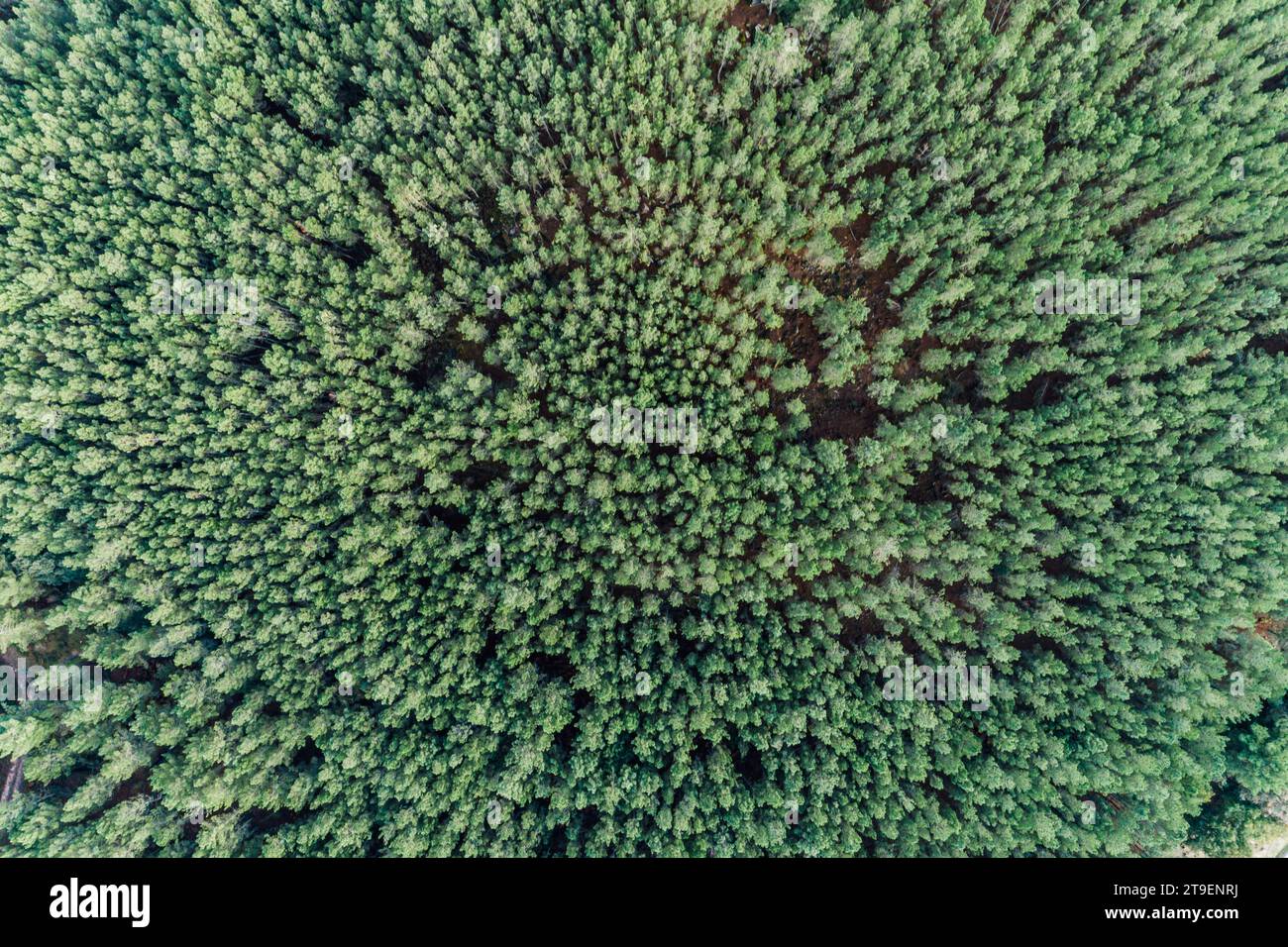 Blick von oben mit Drohne mit grünen Pinienbäumen im Wald im ländlichen Spanien. Stockfoto