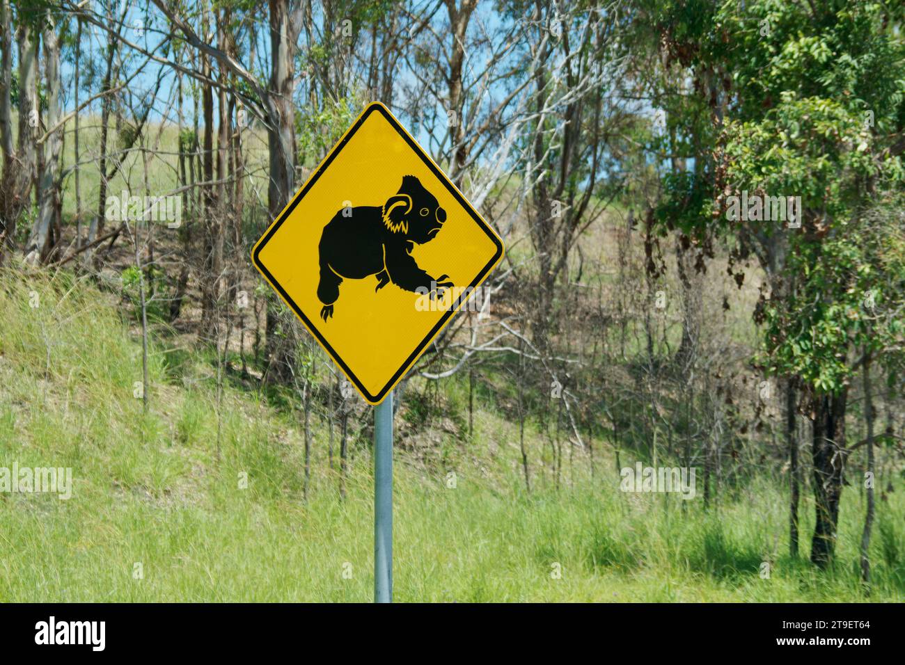 Verkehrsschild Koala - Phascolarctos cinereus in der australischen Bergwaldlandschaft. Gelbes Verkehrsschild mit dem schwarzen Silhouettensymbol des Wildli Stockfoto