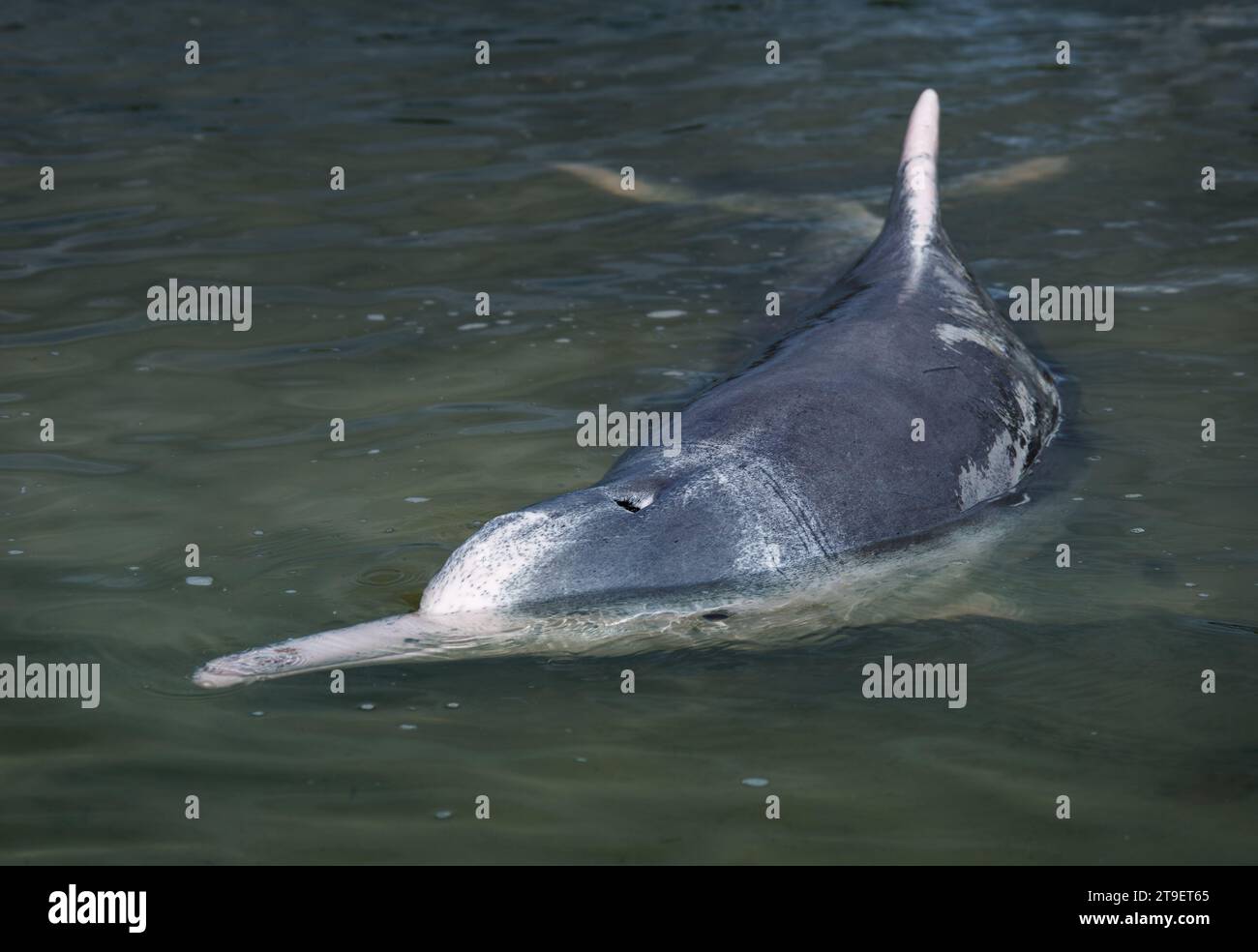 Australischer Buckeldelfin - Sousa sahulensis, kommt zwischen Nord-Australien und Süd-Neuguinea vor, ein scheues Säugetier ähnlich wie Fische in der flachen Wa Stockfoto