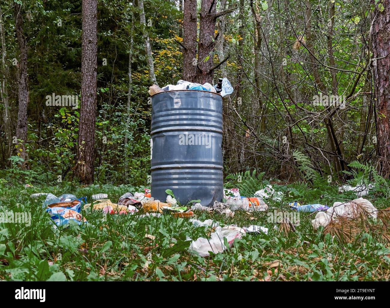 Müll, verstreute Müll, Müll in der Natur, Wald Stockfoto