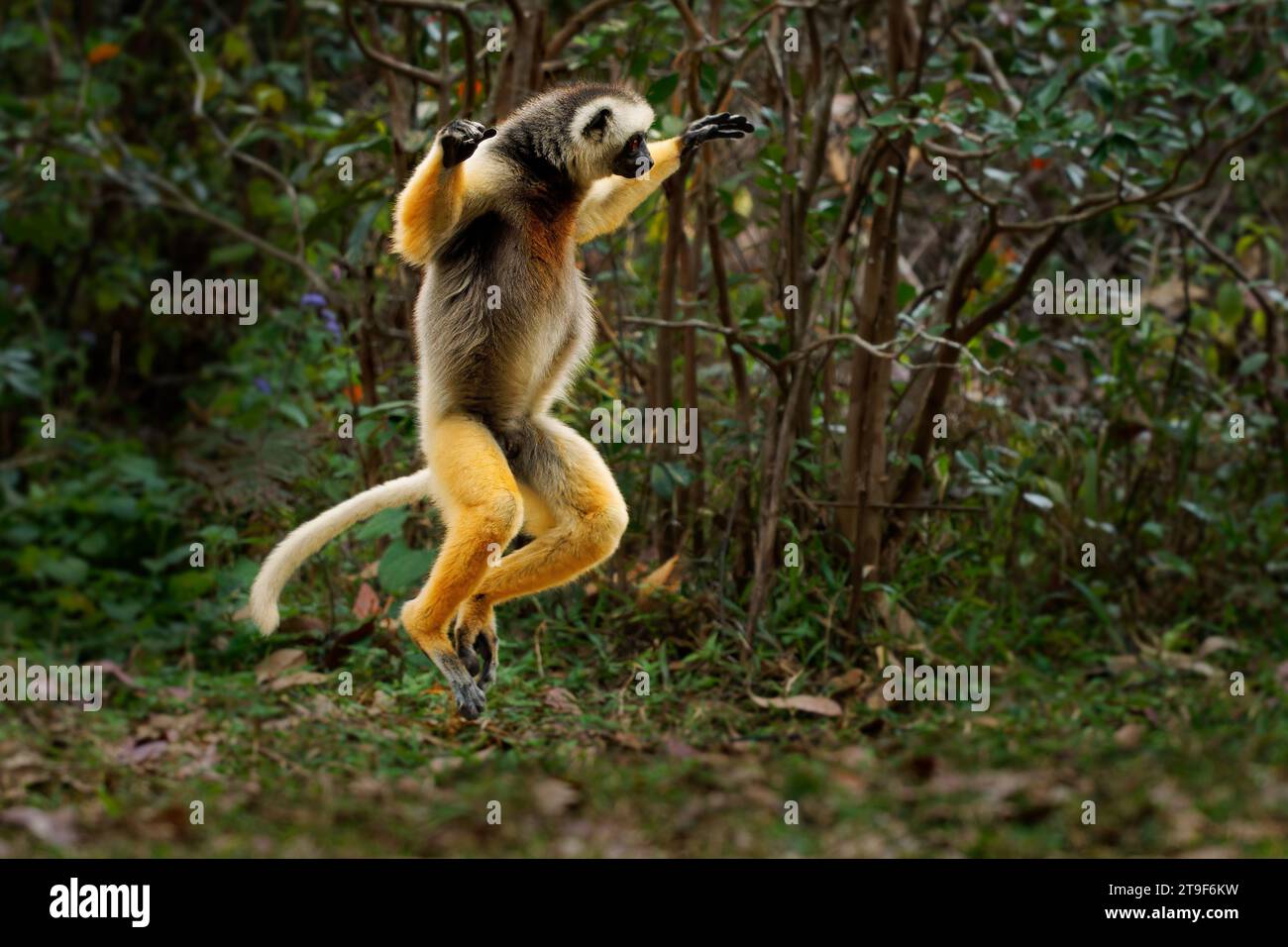 Springen oder Tanzen Diademed Sifaka - Propithecus diadema oder diademed simpona, madagassische Namen simpona, simpony und ankomba joby, gefährdete Lemur Endem Stockfoto
