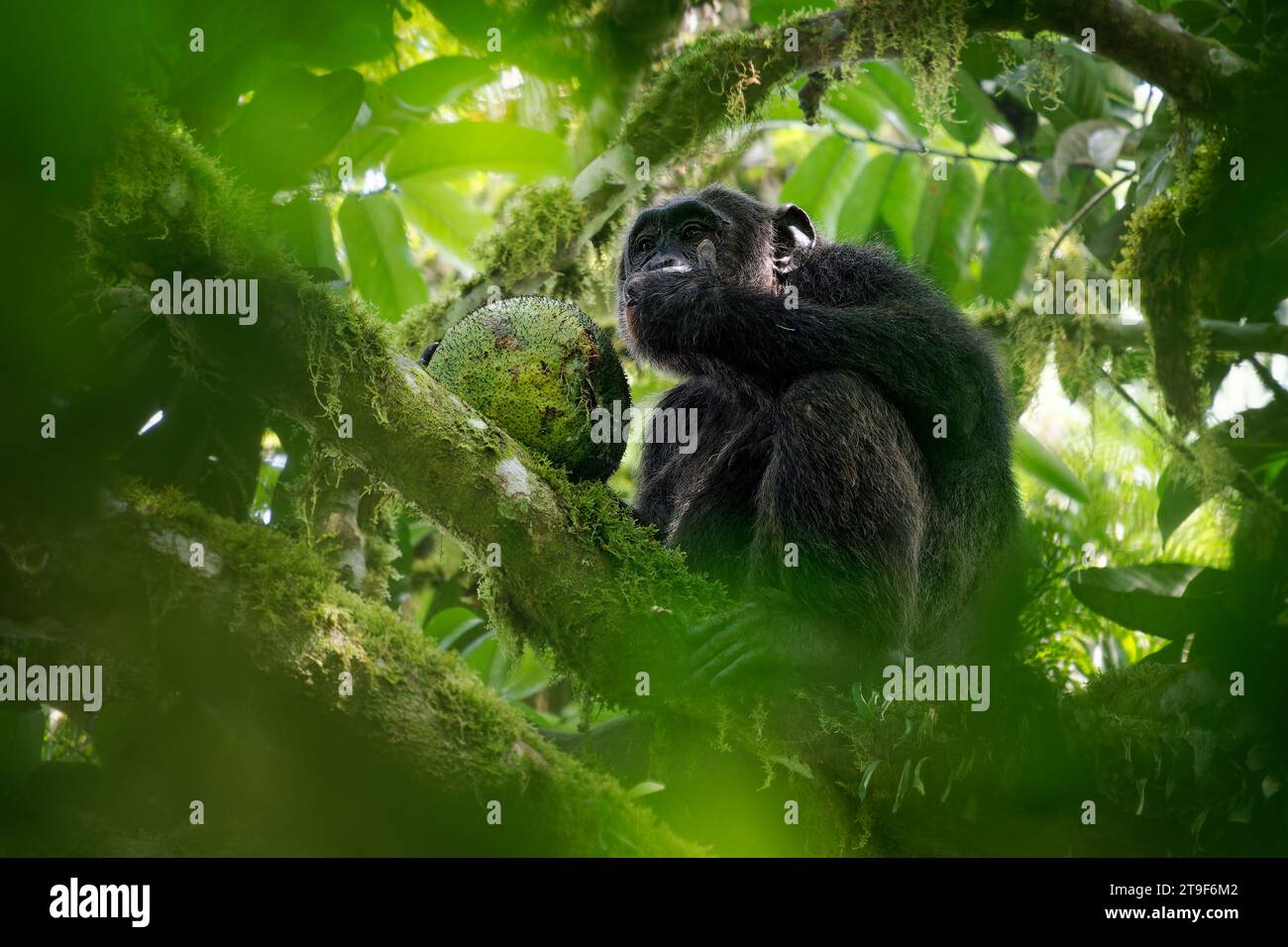 Gewöhnlicher oder robuster Schimpanse - Pan Troglodytes auch Schimpansen, Großaffen, der in den Wäldern und Savannen des tropischen Afrika beheimatet ist, zwei Menschen, die am nächsten leben Stockfoto