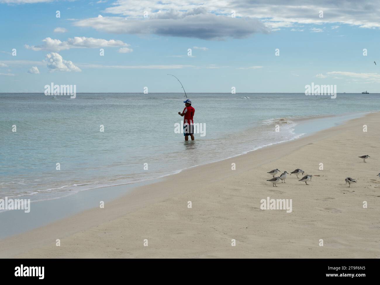 Eine Person fischt an einem tropischen Strand in Mexiko mit Möwen in der Nähe. Der Himmel ist blau, das Wasser ist ruhig. Stockfoto