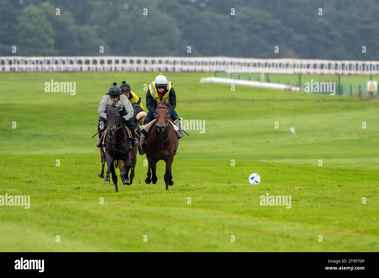Bermingham Cameras sponserte Harty Racing Horses trainieren auf den Galopps der Curragh, Co. Kildare, Irland. Stockfoto